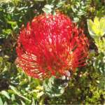 Protea from Kirstenbosch Botanical Gardens
